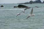 PICTURES/Rialto Beach/t_Flying Gulls6.JPG